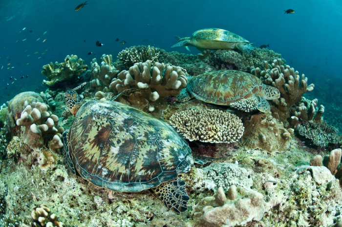 Sabah Sipadan Turtles