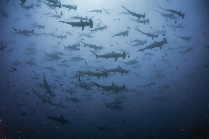 Cocos Island Scuba Diving Costa Rica 2