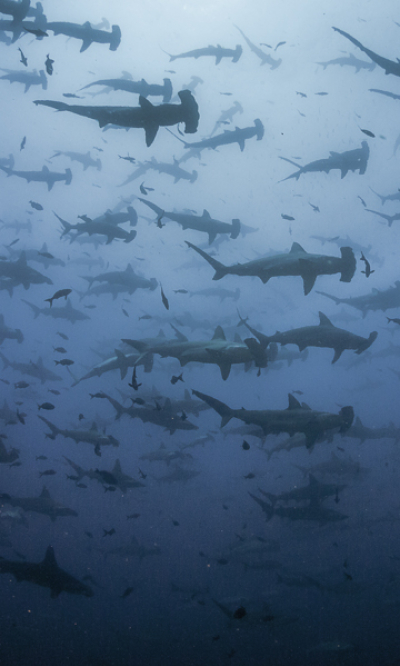 Cocos Island Scuba Diving Costa Rica Portrait