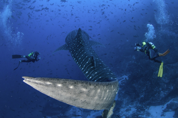 Cocos Island Scuba Diving Costa Rica
