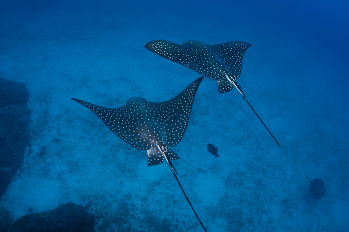 Cocos Island Scuba Diving Costa Rica 10