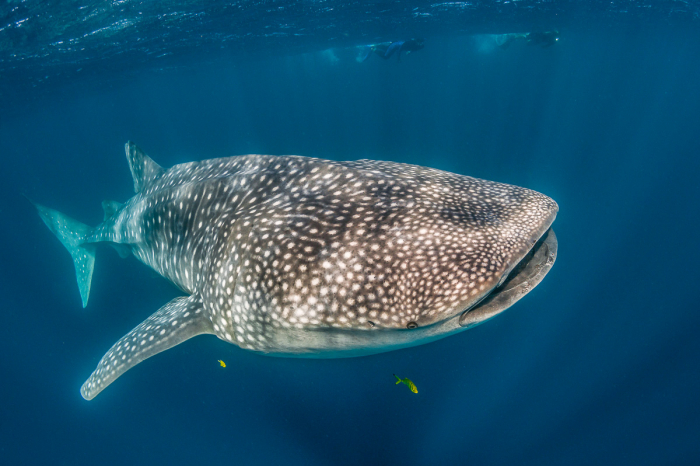 Djibouti Scuba Diving 2