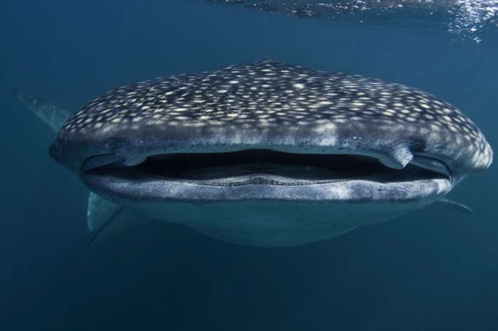 Djibouti Scuba Diving 5