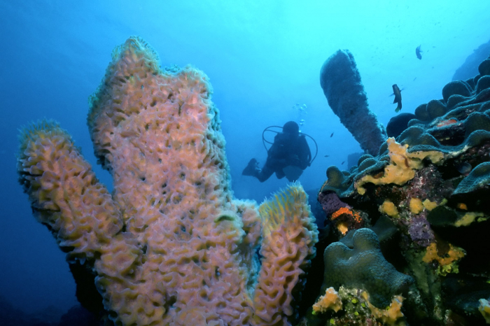 Dominica Scuba Diving 7