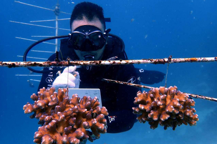 Atlantis Resort Ecoventure Coral Restoration 5
