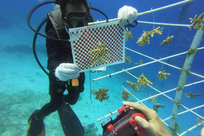 Atlantis Resort Ecoventure Coral Restoration 7