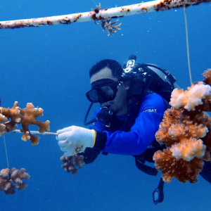 Atlantis Resort Ecoventure Coral Restoration 2