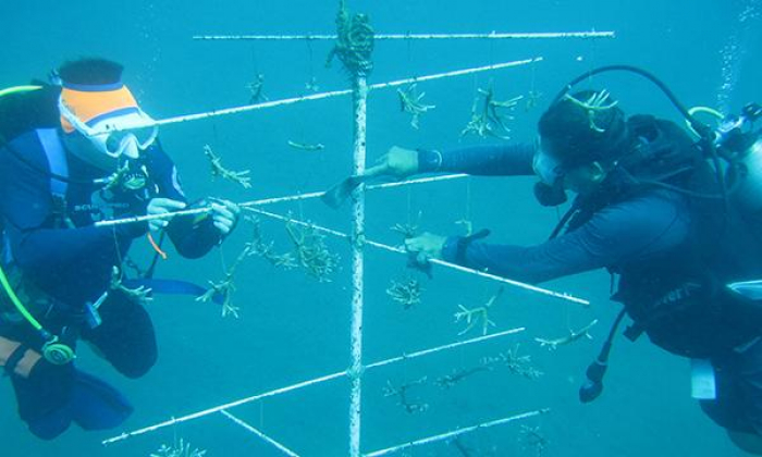 Atlantis Resort Ecoventure Coral Restoration Thumbnail