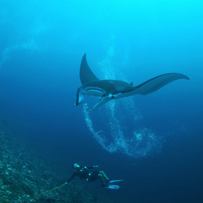 Barefoot Conservation - Manta ray and diver
