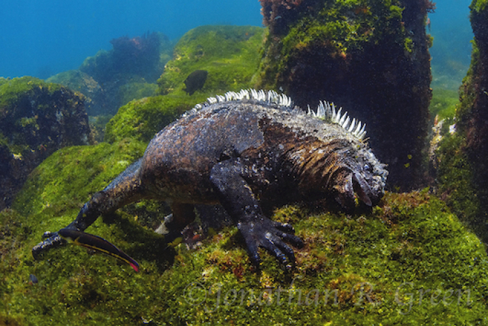 Galapagos Shark Diving Ecoventure Expeditions Galapagos