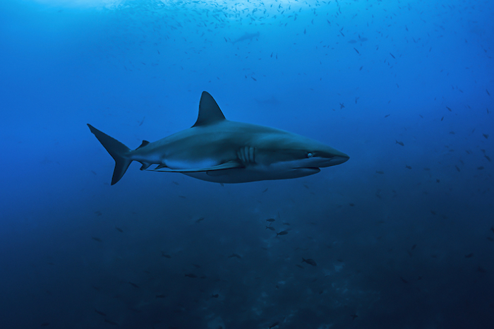 Galapagos Shark Diving Ecoventure Expeditions Sharks