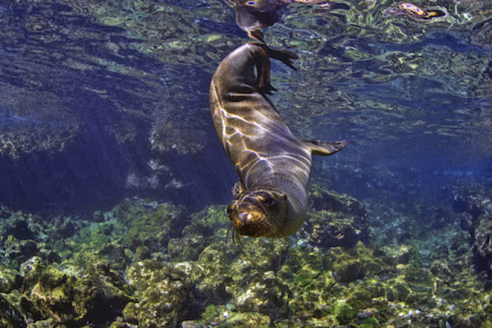 Galapagos Shark Diving Ecoventure Expeditions