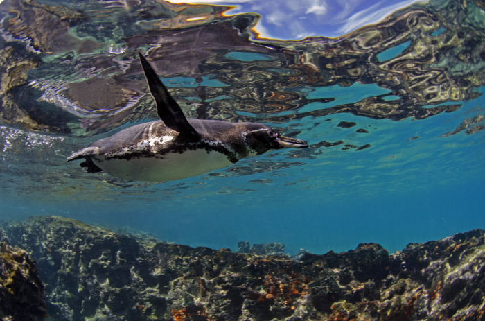 Galapagos Shark Diving Galapagos