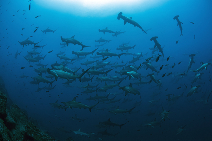 Galapagos Shark Diving Schooling Hammerheads