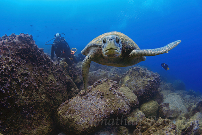 Galapagos Shark Diving Turtle Encounter