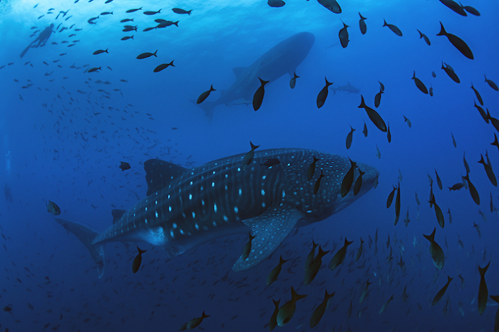 Galapagos Shark Diving Whale Shark Expedition