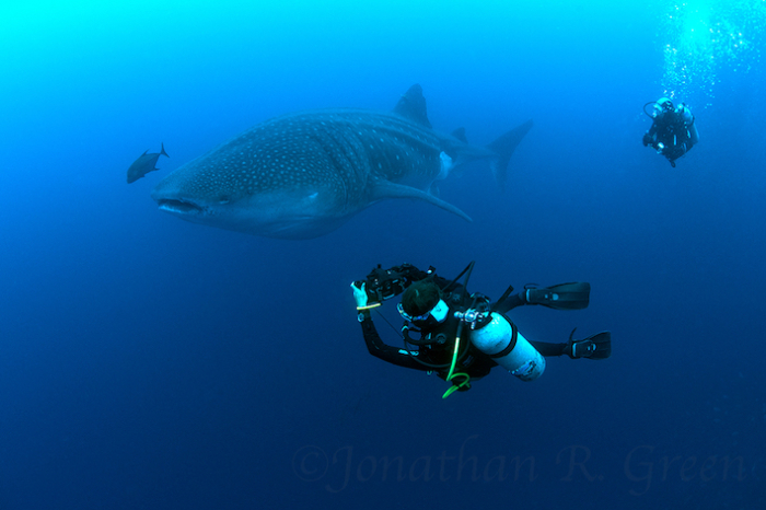 Galapagos Shark Diving Whale Shark Photo Id