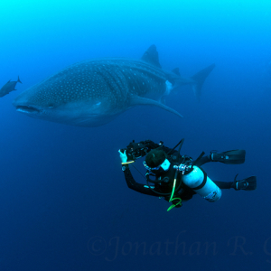 Galapagos Shark Diving Whale Shark Photo Id