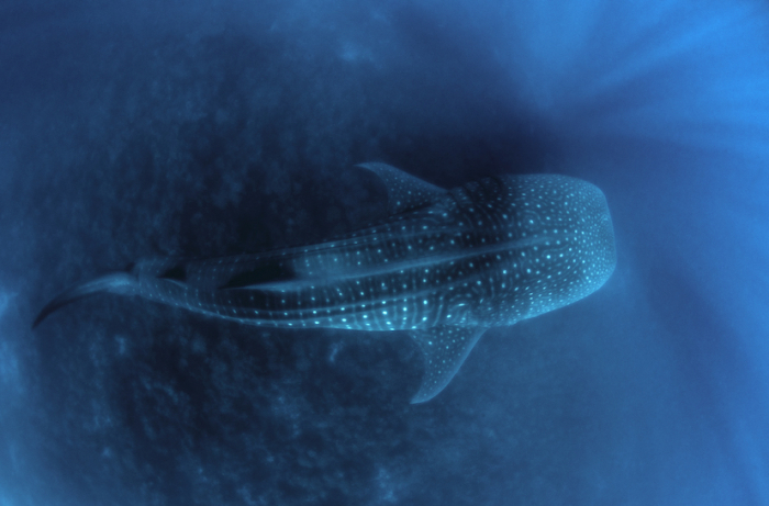 Galapagos Sharks Diving Whale Shark Liveaboard Expeditions