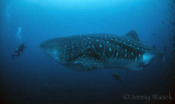 Galapogos Sharks Diving Whale Shark Encounter