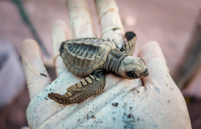 Goeco Costa Rica Turtle Thumbnail