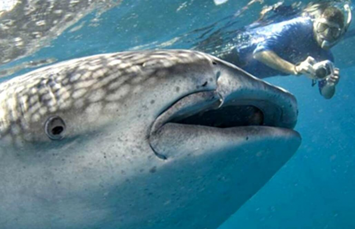 Goeco Mozambique Whaleshark 4