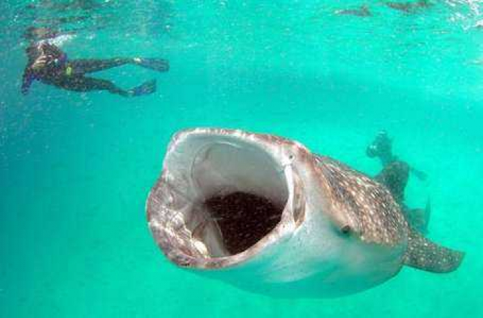 Goeco Mozambique Whaleshark Thumbnail