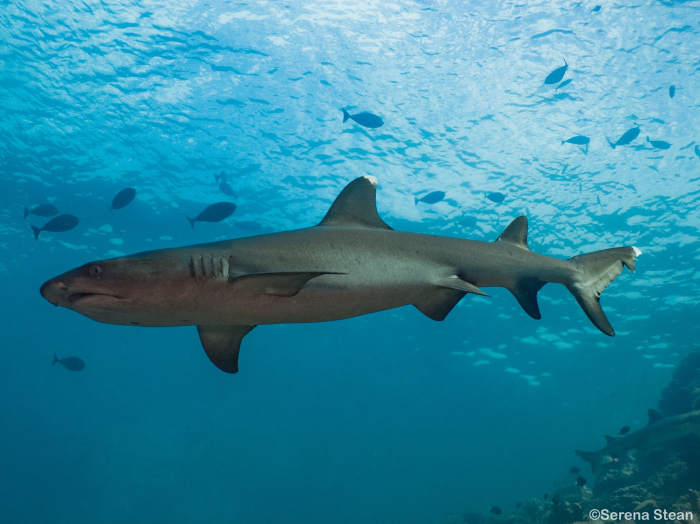 Indo Ocean Project Bira Project White Tip Reef Shark