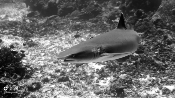 Indo Ocean Project Bira Shark