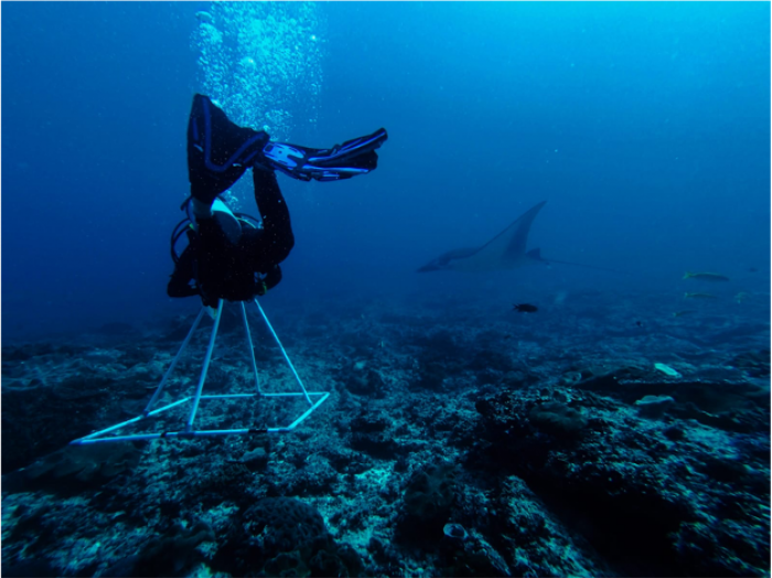 Indo Ocean Project Penida - Conducting Biodiversity Mapping