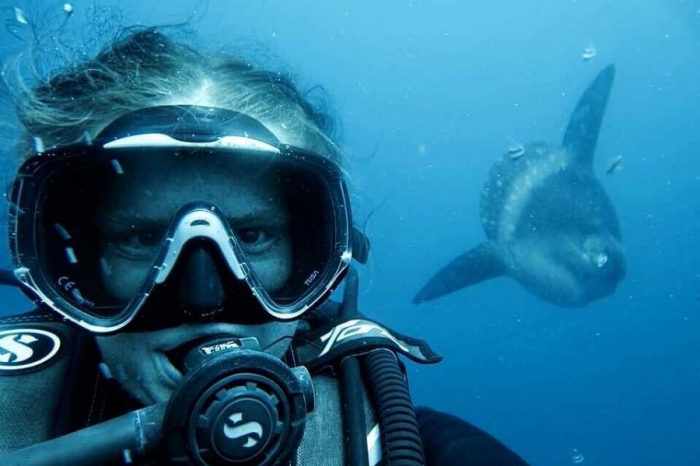 Indo Ocean Project Penida - Ocean sunfish
