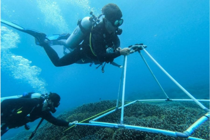 Indo Ocean Project Penida - Biodiversity mapping and coral identification