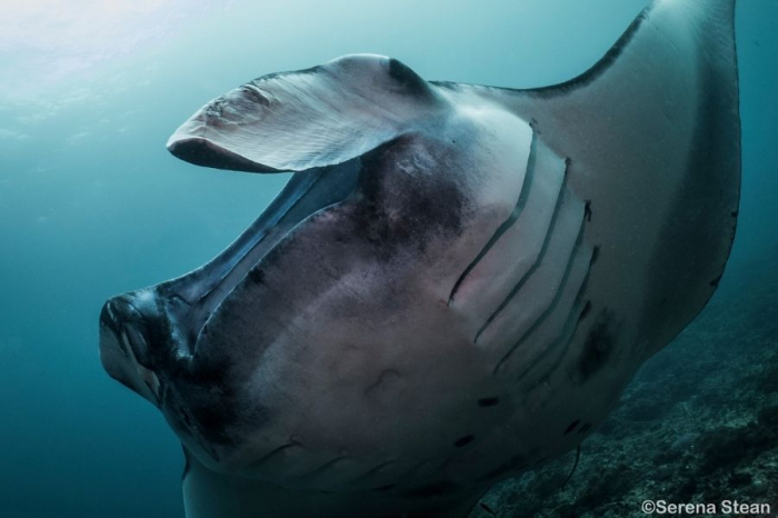 Indo Ocean Project Penida - Manta ray conservation