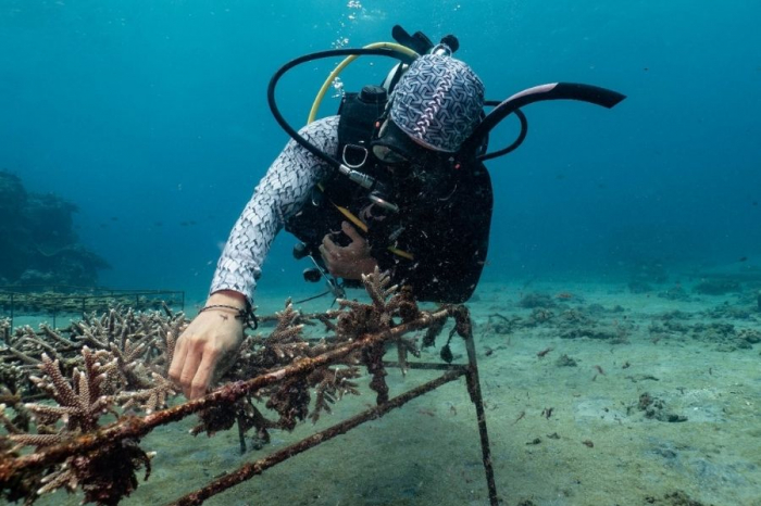 Indo Ocean Project Penida - Coral rehabilitation