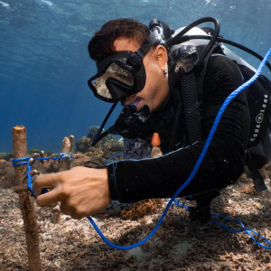 Indo Ocean Project Juli At Work