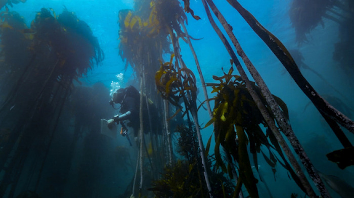 Mar Expediitons Kelp Forest