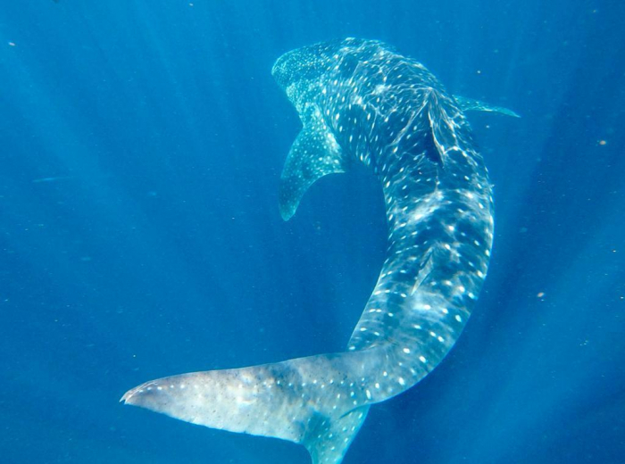 Mar Expeditions Whale Shark