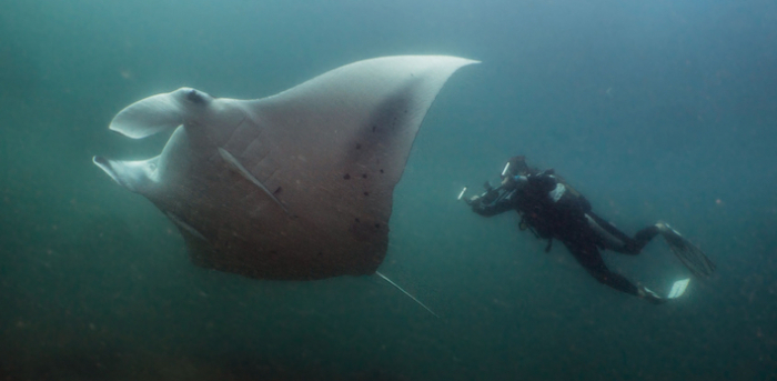 Mar Expeditions Manta Ray Research