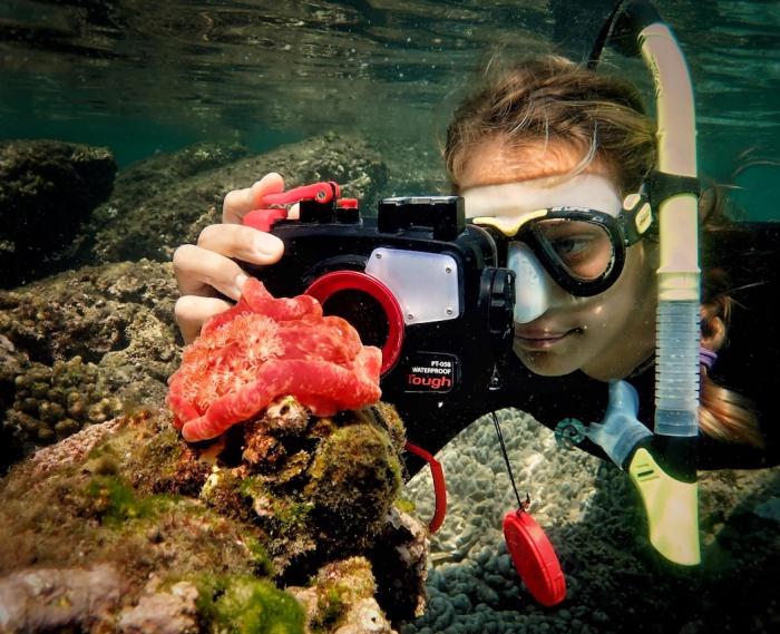 Mar Expedition Nudibranch Spanish Dancer Research