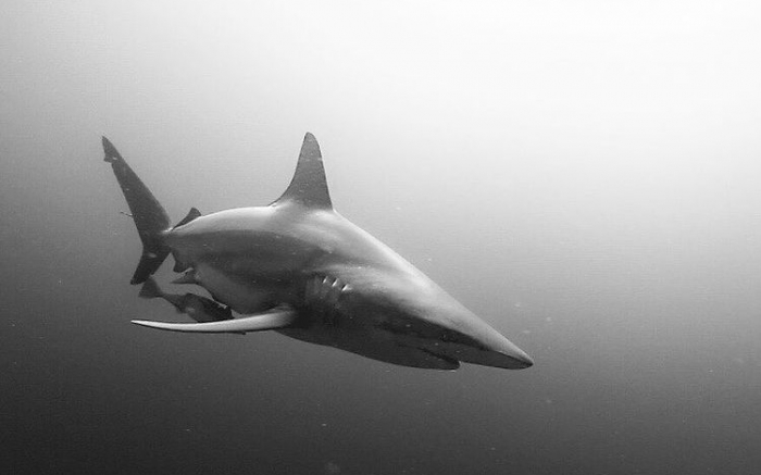 Mar Expeditions Shark Research Mozambique