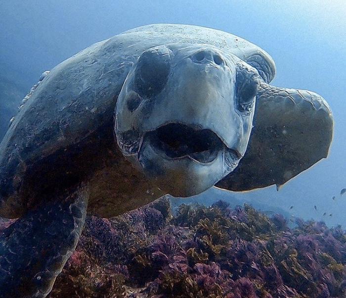 Mar Expeditions Turtle