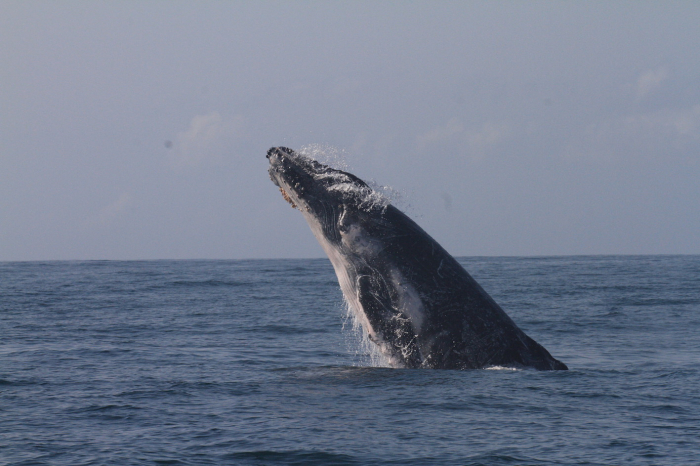 Mar Expeditions Breaching Humpback Whale