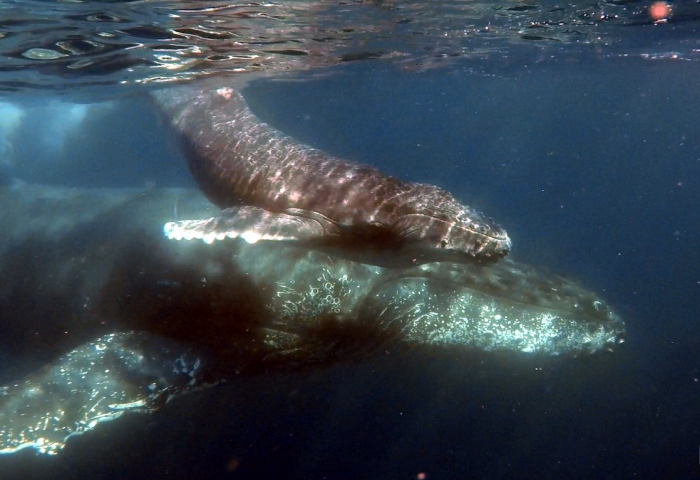 Mar Expeditions Humpback Whale Calf And Mother