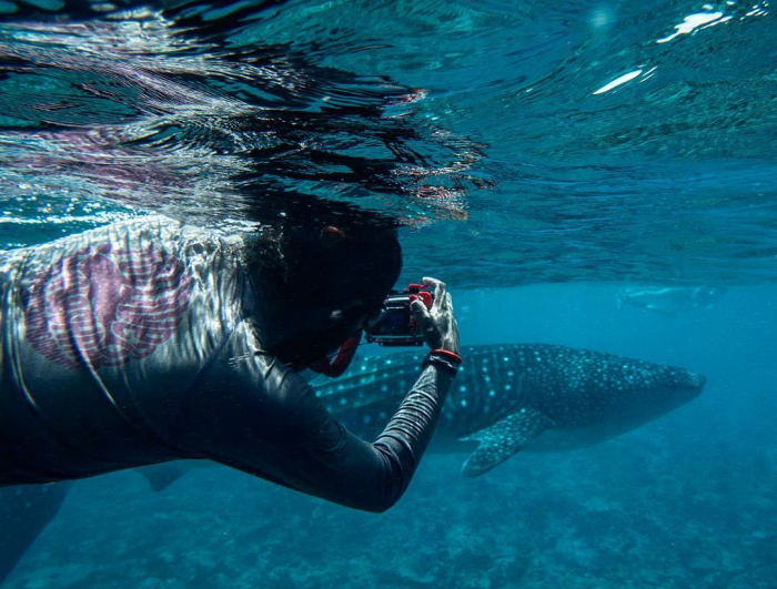 Mwsrp Whale Shark Identificiation