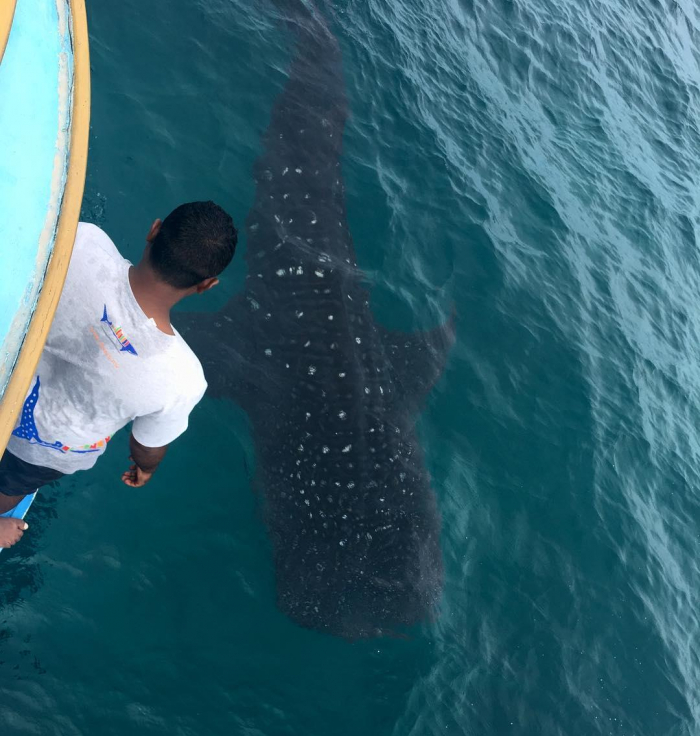 Mwsrp Whale Shark Volunteer Research