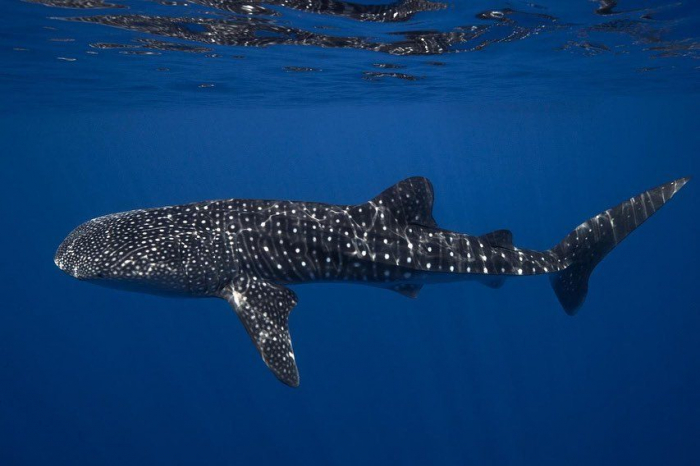 Mwsrp Whale Shark