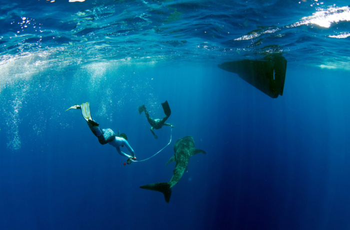 Mwsrp Whale Shark Measuring Richard Rees