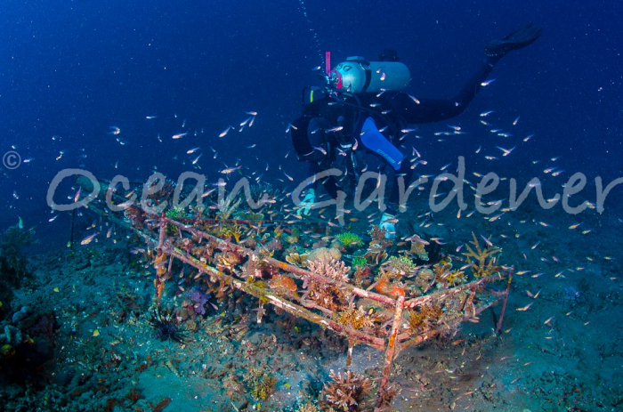 Ocean Gardener 6