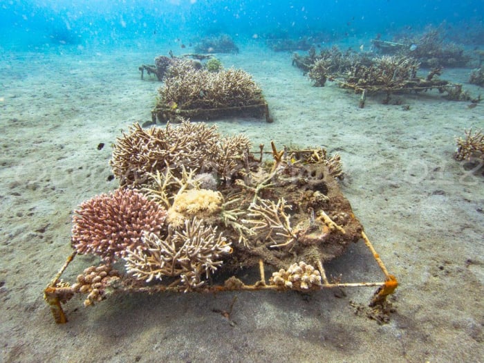 Ocean Gardener 4