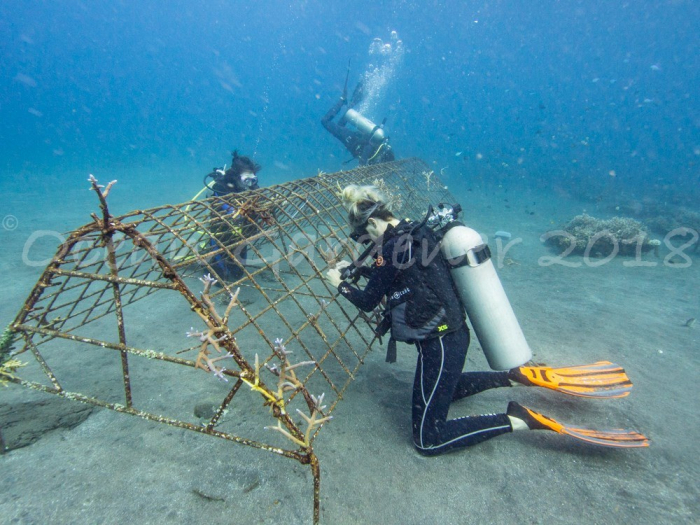 Ocean Gardener 2